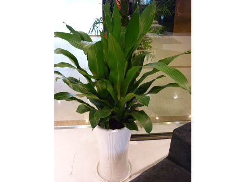養(yǎng)護(hù)公司如何對(duì)花卉租賃進(jìn)行養(yǎng)護(hù)，有什么好處?